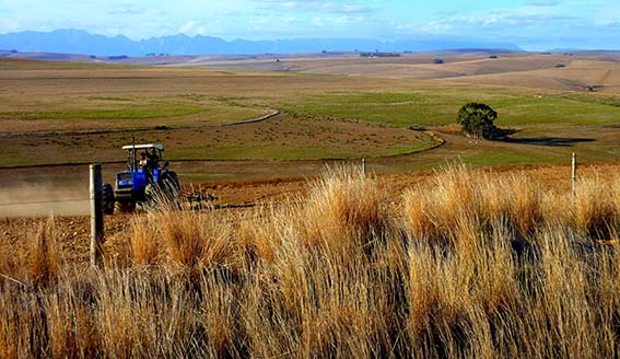 A tractor driving amongst the open fields of The Western Cape