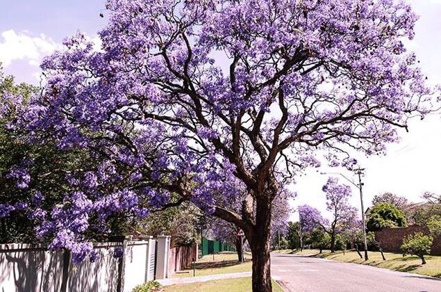 Jacaranda trees near the Hollard Arcadia Campus